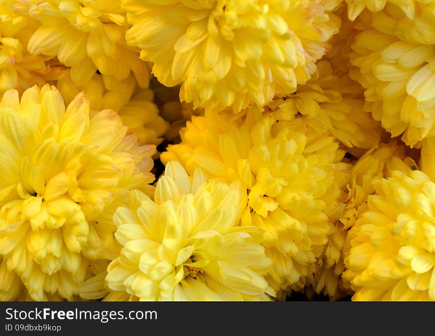 Close-up of many yellow mums (chrysanthemums). Close-up of many yellow mums (chrysanthemums).