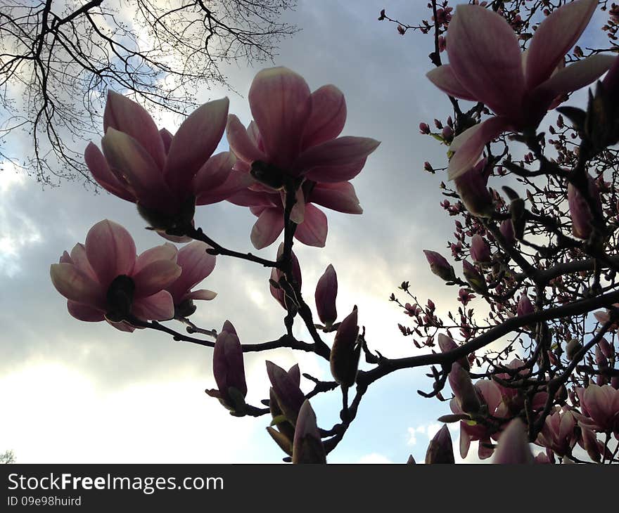 Magnolia Flowers In Central Park.