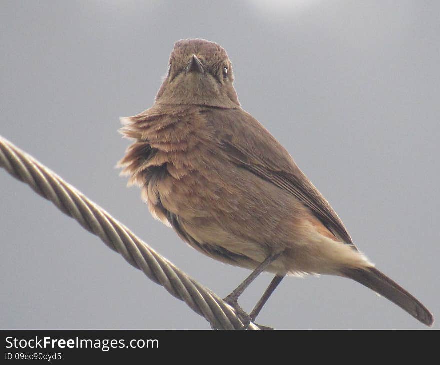 Brown Bird