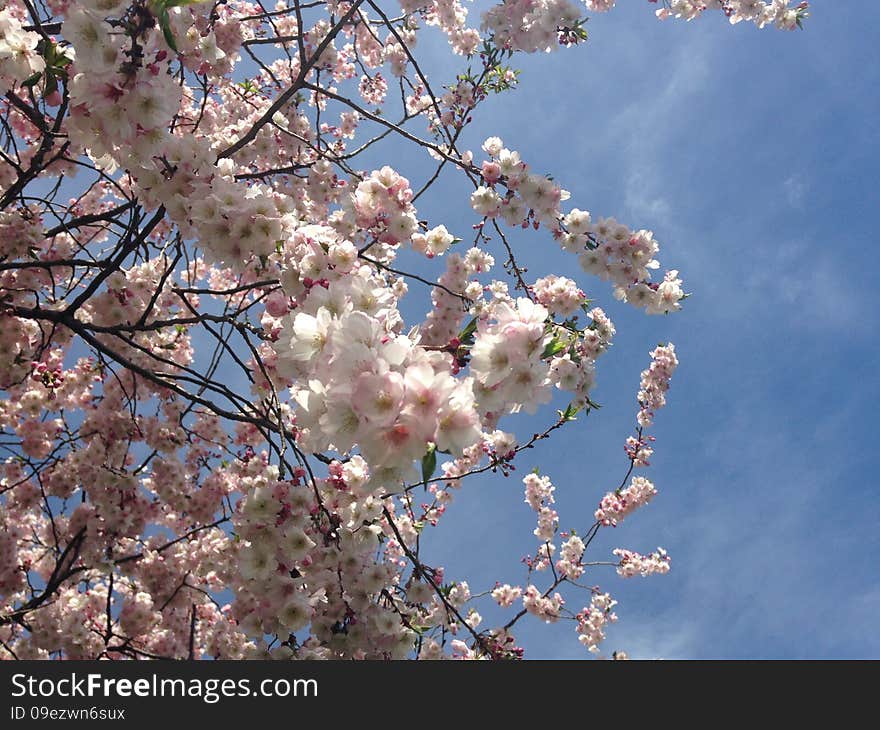 Cherry Tree Blossom.