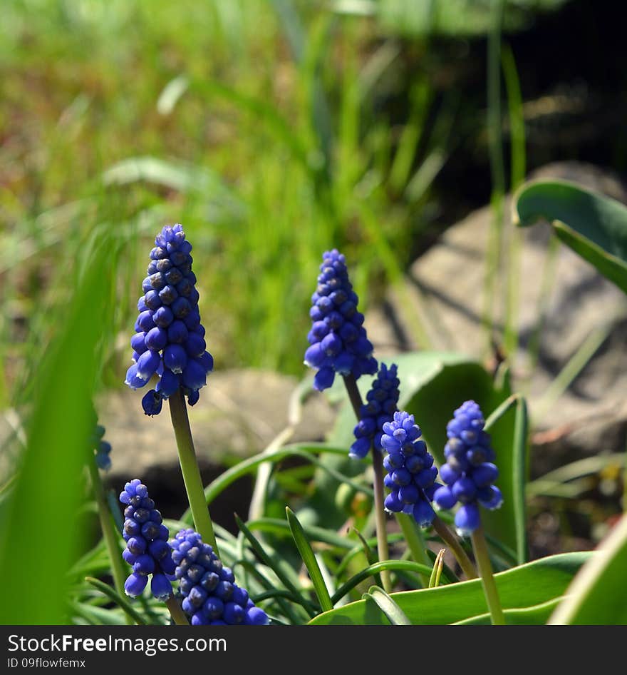 Blue Muscari Mill flowers close-up in the spring, bluebell blooming in garden. Blue Muscari Mill flowers close-up in the spring, bluebell blooming in garden.