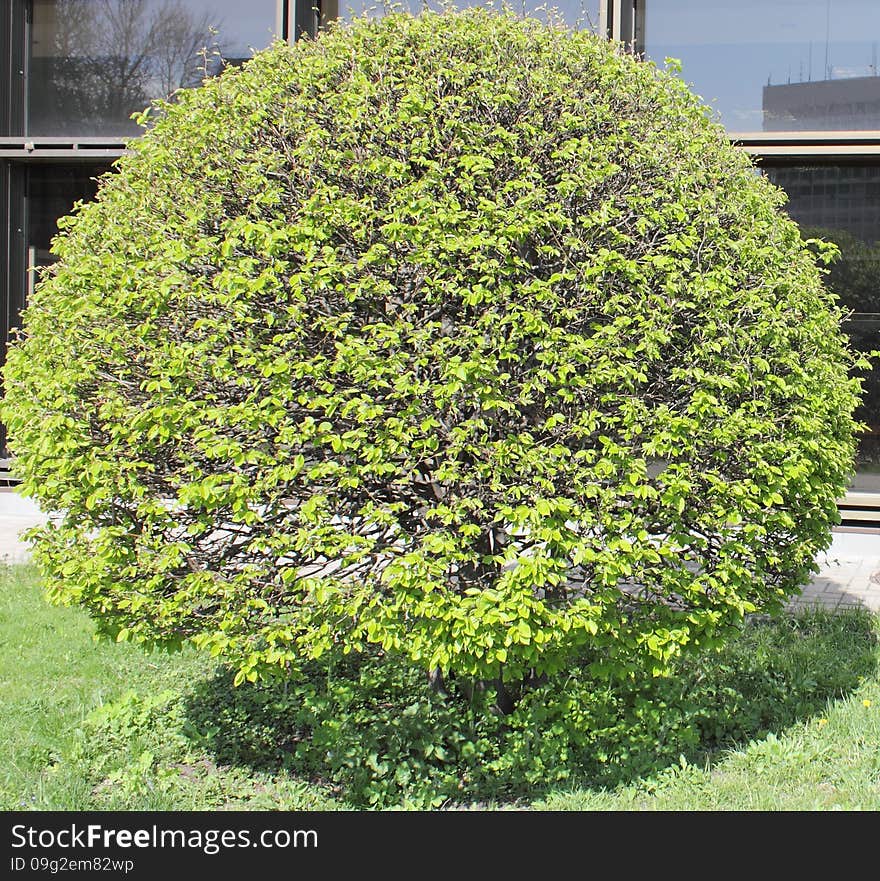 Spring fantasy of young green leaves on a round bush