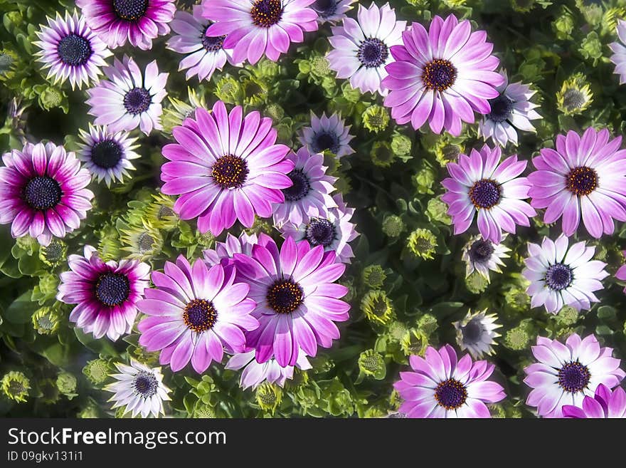 Pink chrysanthemums on sunny spring day outside closeup. Pink chrysanthemums on sunny spring day outside closeup