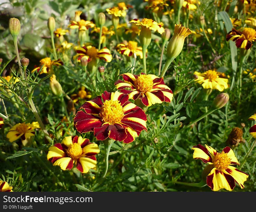 Wild flowers blossomed in late May