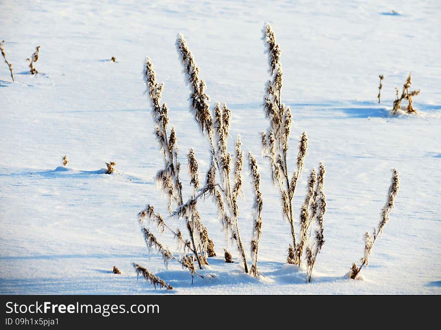 Nature Altaya pleases eye of the artist in any season of the year