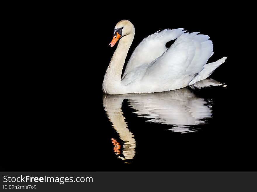 Mute swan swimming and reflection