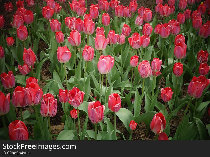 Tulip field spring natural background