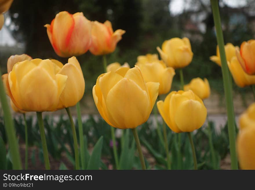 Yellow tulips