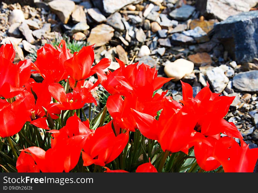 Red tulips bloom in the flower bed