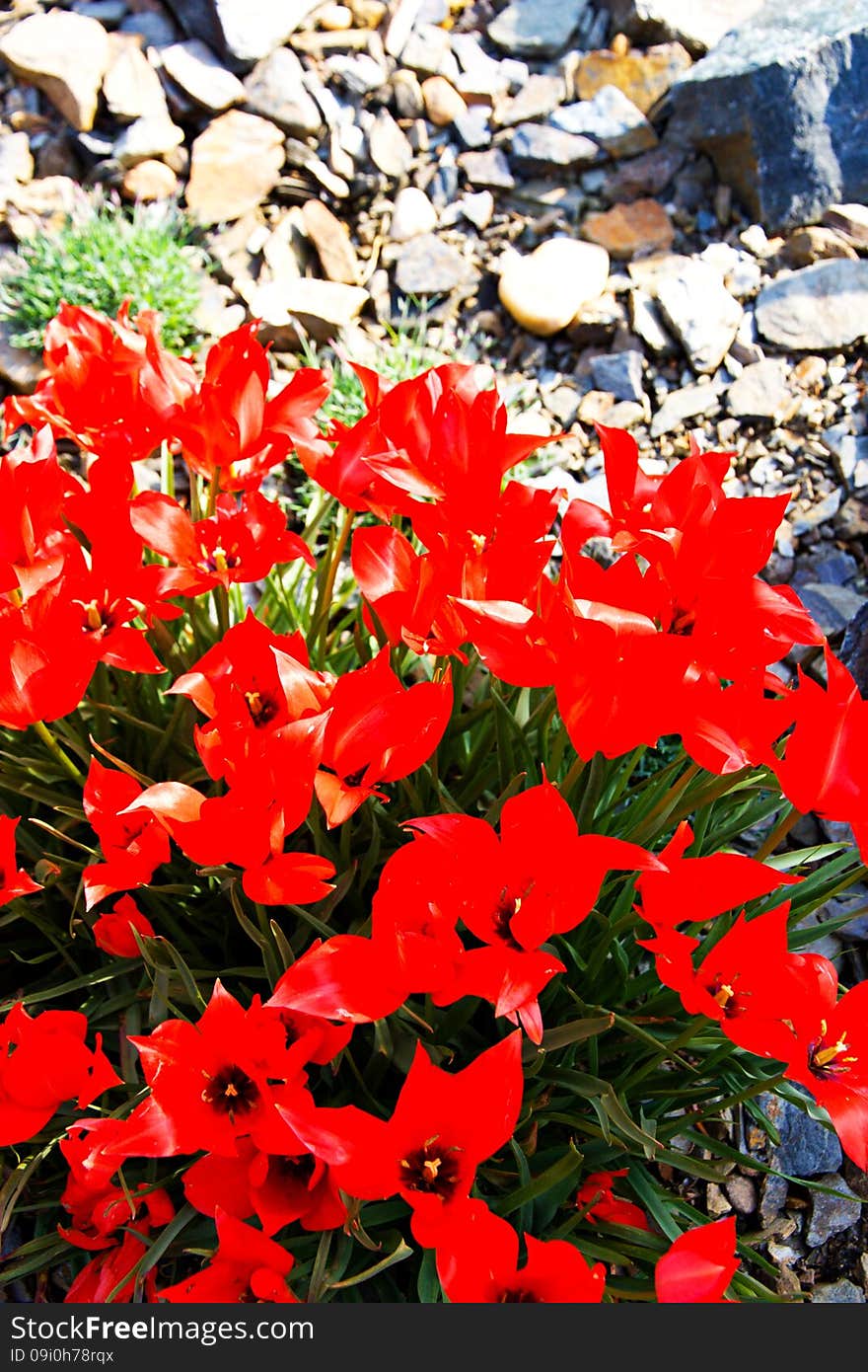 Red tulips bloom in the flower bed