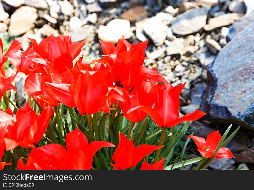 Red tulips bloom in the flower bed