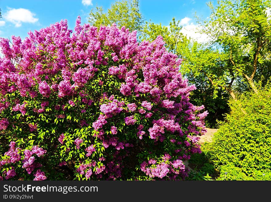 Purple flowering lilac, lilac blooms in the garden. Purple flowering lilac, lilac blooms in the garden