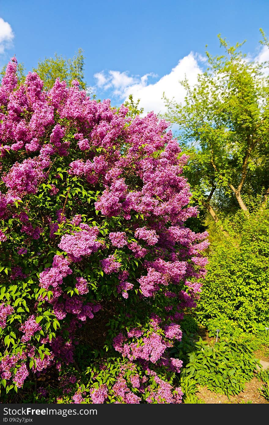 Purple flowering lilac, lilac blooms in the garden. Purple flowering lilac, lilac blooms in the garden