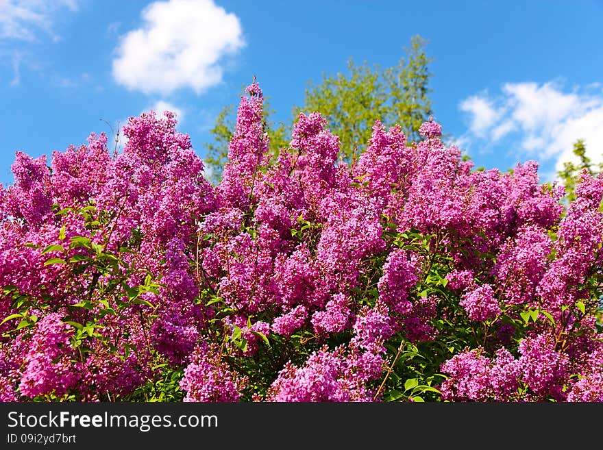 Syringa Chinensis