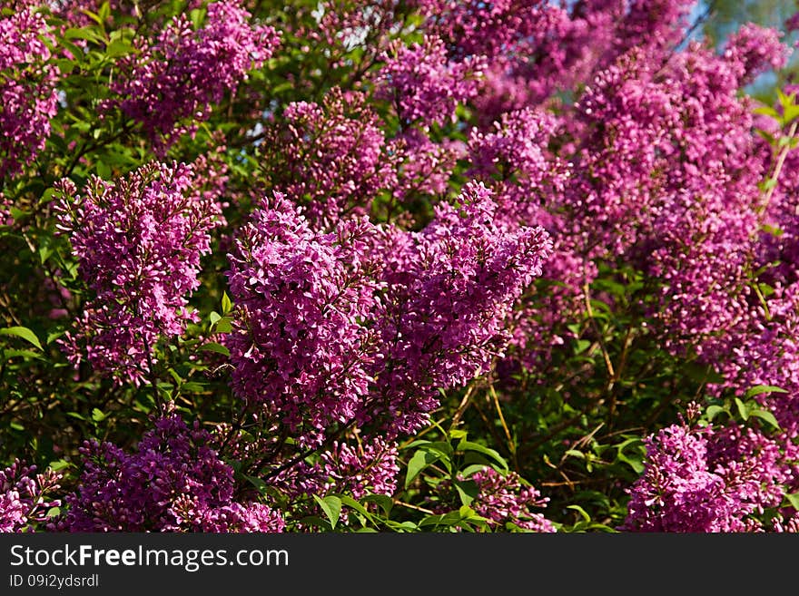 Purple flowering lilac, lilac blooms in the garden. Purple flowering lilac, lilac blooms in the garden