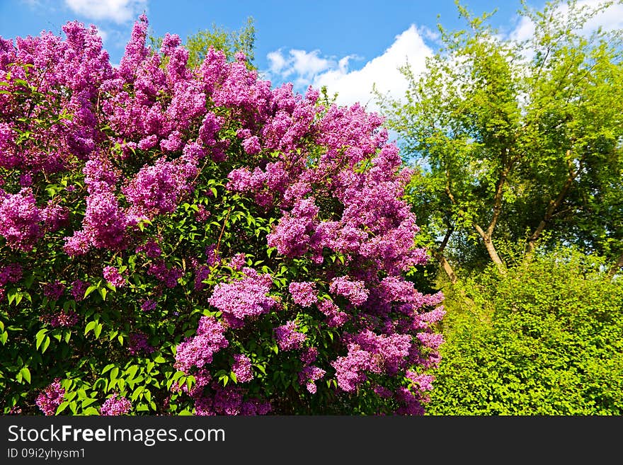 Purple flowering lilac, lilac blooms in the garden. Purple flowering lilac, lilac blooms in the garden