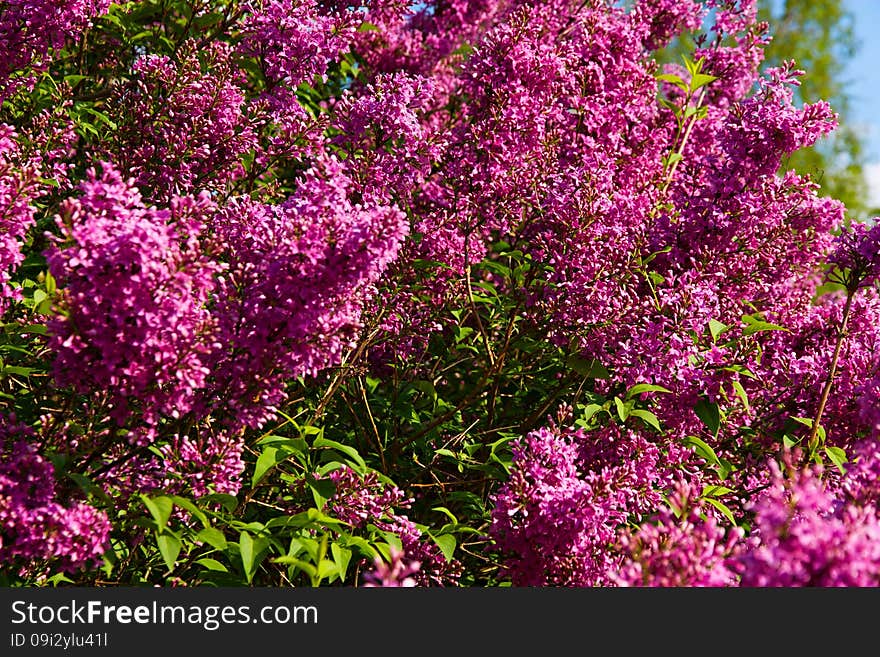 Syringa chinensis