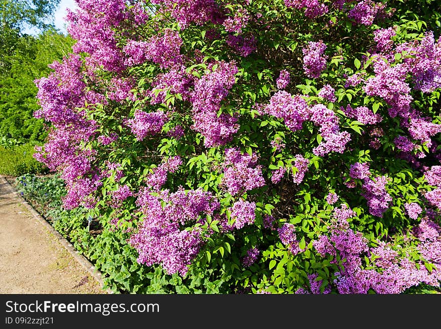 Purple flowering lilac, lilac blooms in the garden. Purple flowering lilac, lilac blooms in the garden