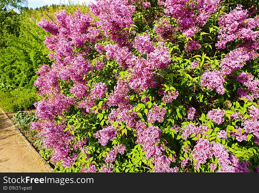 Purple flowering lilac, lilac blooms in the garden. Purple flowering lilac, lilac blooms in the garden