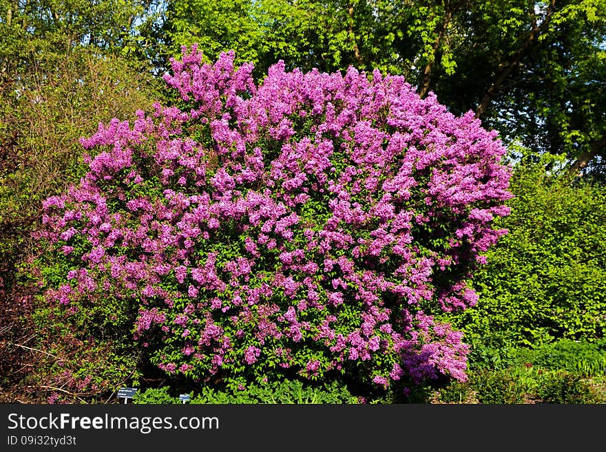 Purple flowering lilac, lilac blooms in the garden. Purple flowering lilac, lilac blooms in the garden