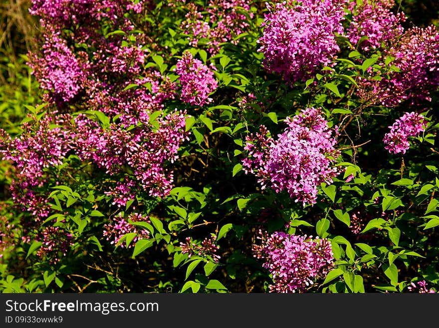 Purple flowering lilac, lilac blooms in the garden. Purple flowering lilac, lilac blooms in the garden