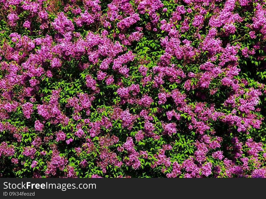 Purple flowering lilac, lilac blooms in the garden. Purple flowering lilac, lilac blooms in the garden