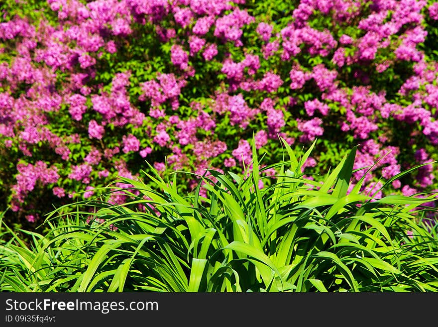 Syringa chinensis