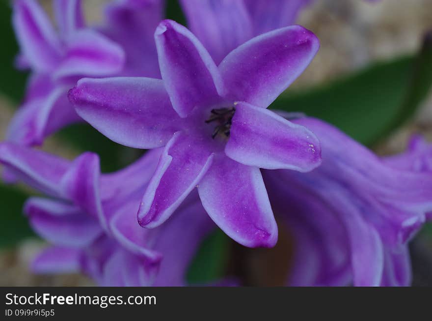 Purple flowers hyacinth close-up