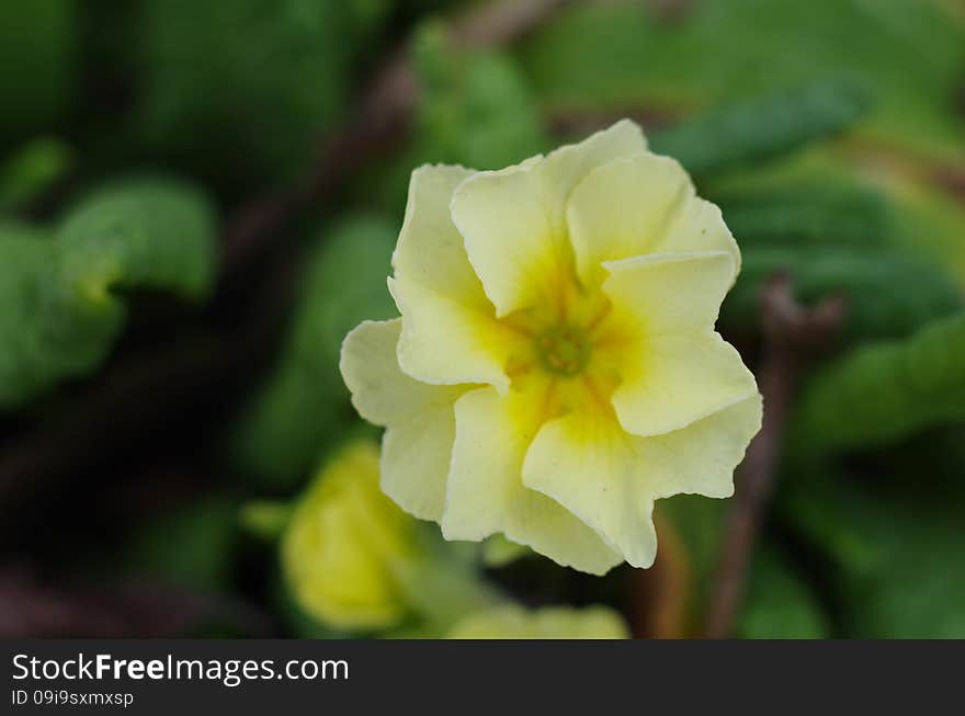 Yellow Flowers Primrose Close-up