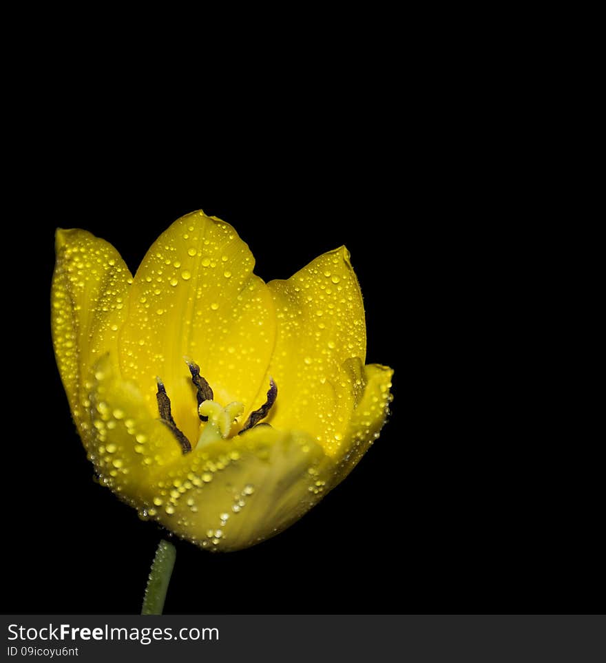 Yellow tulip with water drops on black background. Yellow tulip with water drops on black background