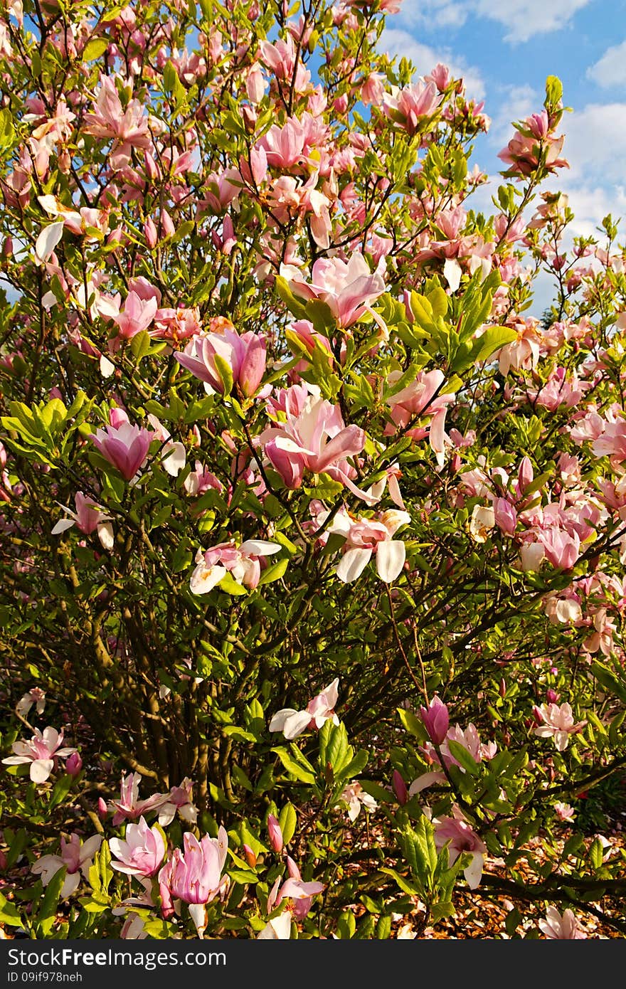 Pink magnolia blossoms on a sunny day