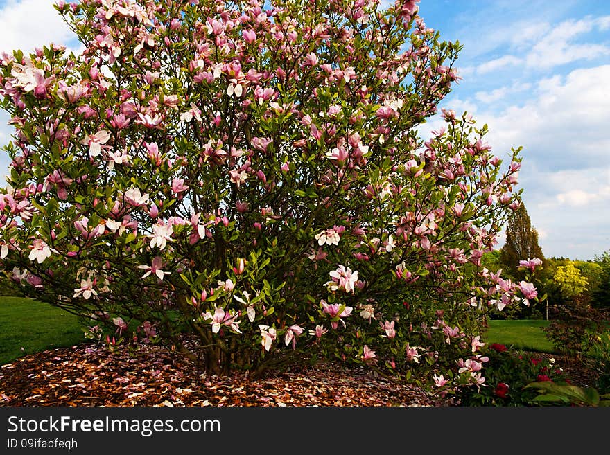 Pink magnolia blossoms on a sunny day