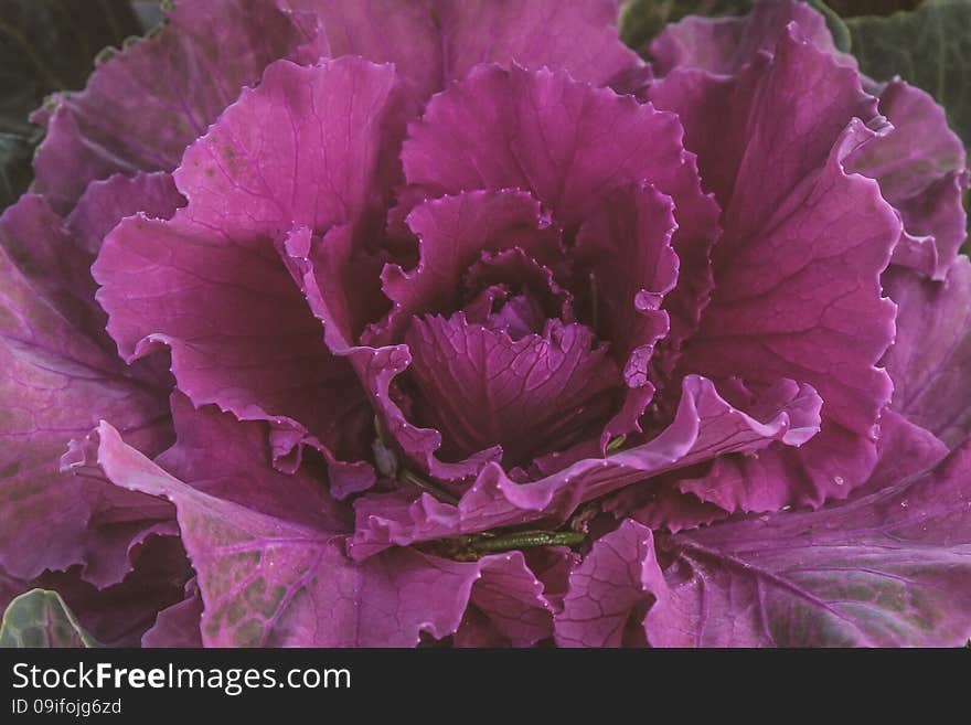 This is a picture of a purple cabbage flower