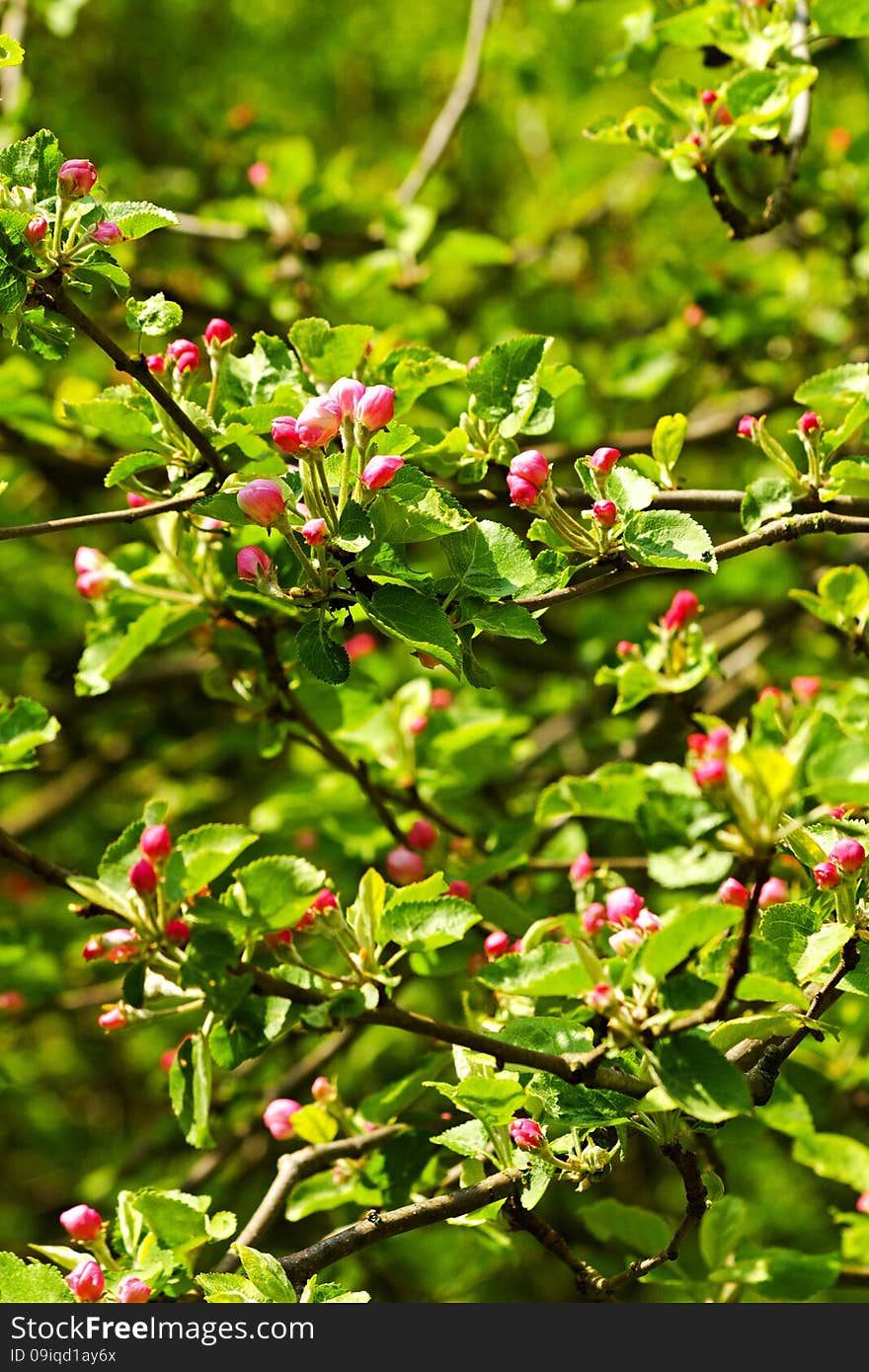 Red buds apple tree with green leaves, spring flowering crabapple. Red buds apple tree with green leaves, spring flowering crabapple