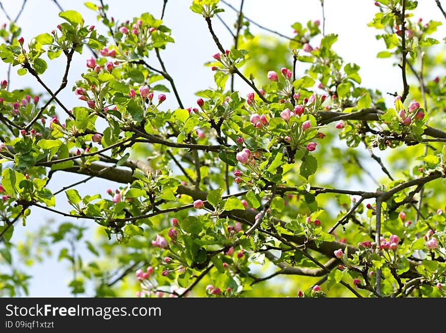 Red buds apple tree with green leaves, spring flowering crabapple. Red buds apple tree with green leaves, spring flowering crabapple