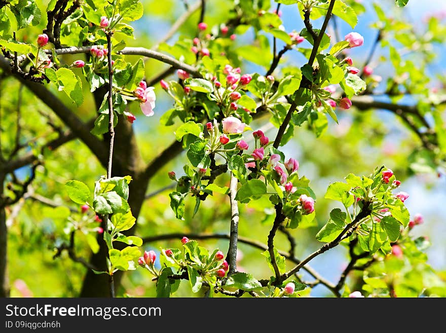 Red buds apple tree with green leaves, spring flowering crabapple. Red buds apple tree with green leaves, spring flowering crabapple