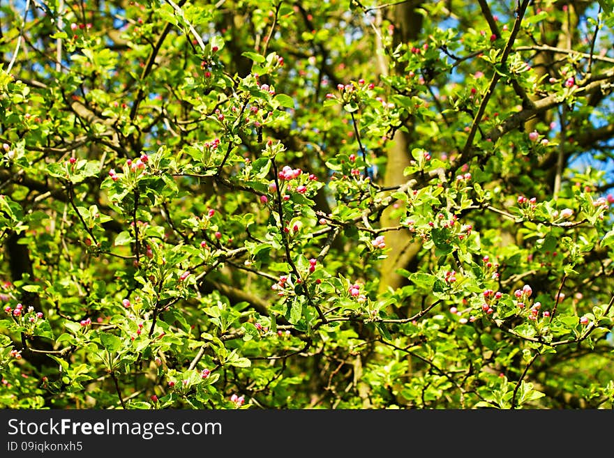 Red buds apple tree with green leaves, spring flowering crabapple. Red buds apple tree with green leaves, spring flowering crabapple