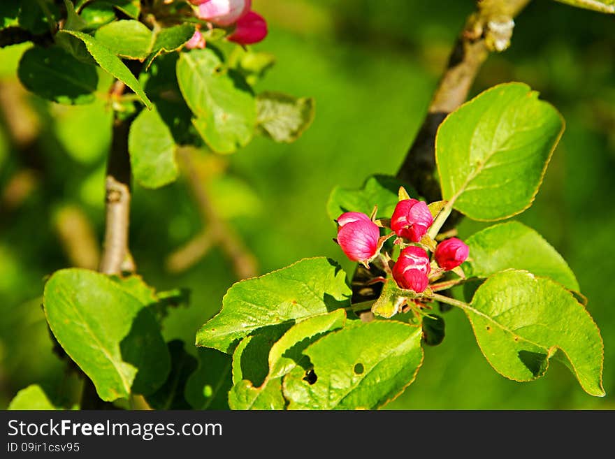 Red buds apple tree with green leaves, spring flowering crabapple. Red buds apple tree with green leaves, spring flowering crabapple