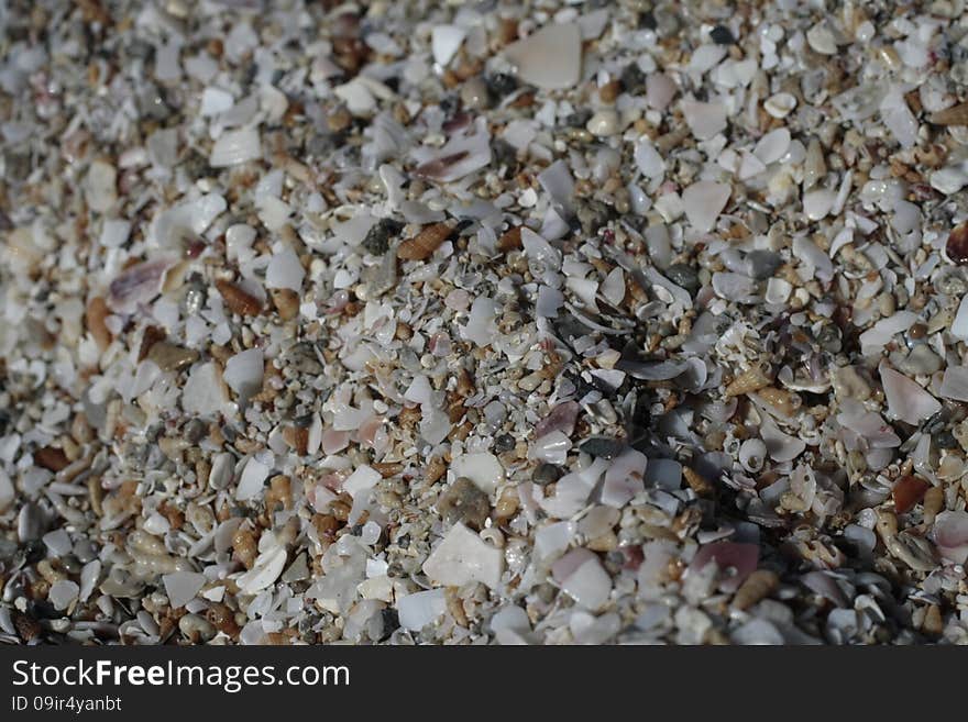 Shells on one of the beaches are of the Black Sea