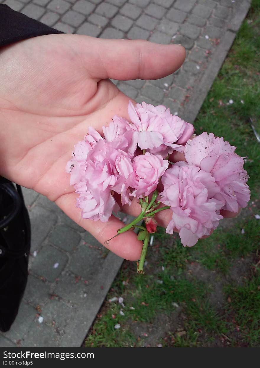 Cherry tree flowers in full bloom. Cherry tree flowers in full bloom.