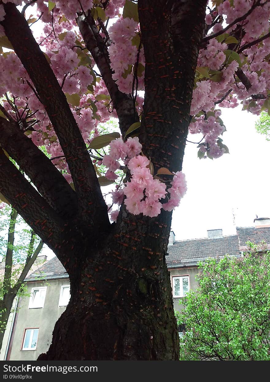 Cherry tree flowers in full bloom. Cherry tree flowers in full bloom.