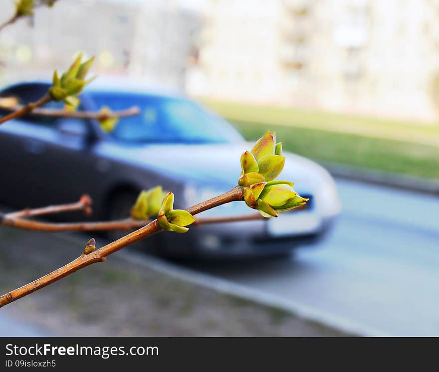 The first spring leaves of a lilac on a thin branch on blur a background of the wide street with the passing car. The first spring leaves of a lilac on a thin branch on blur a background of the wide street with the passing car