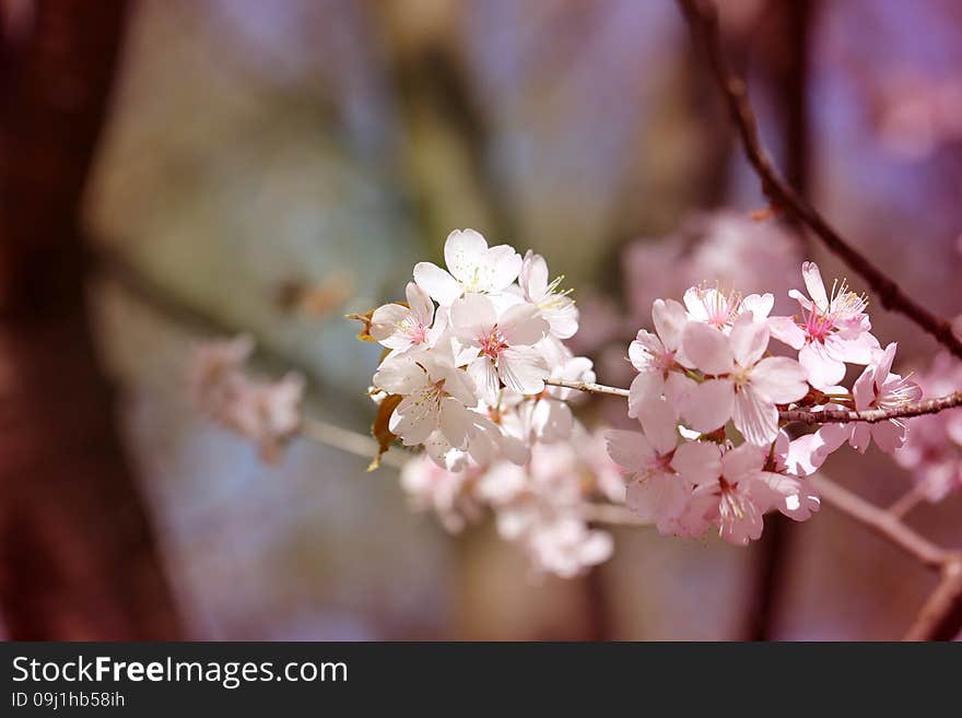 Macro Flowers Blooming Cherry