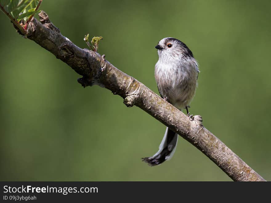 Long-tailed tit