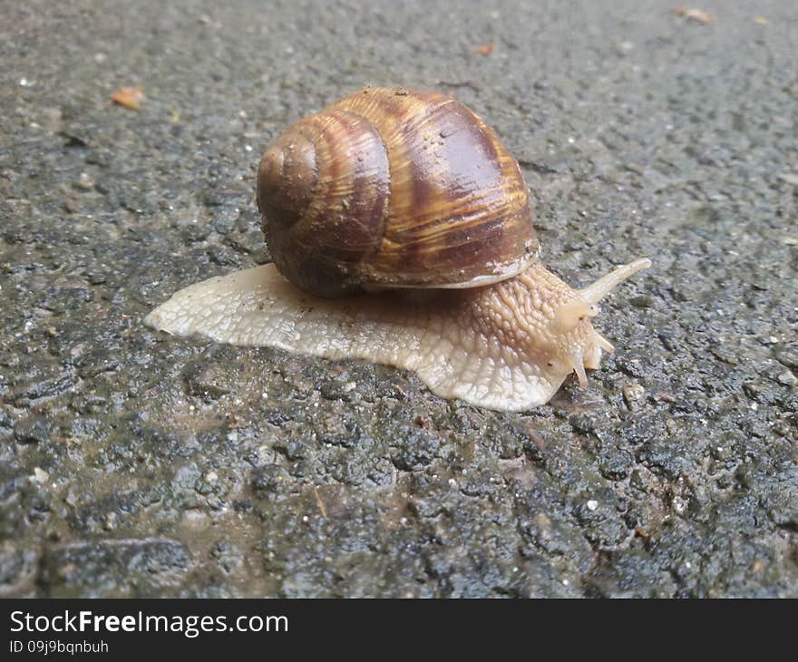 Snail on the sidewalk