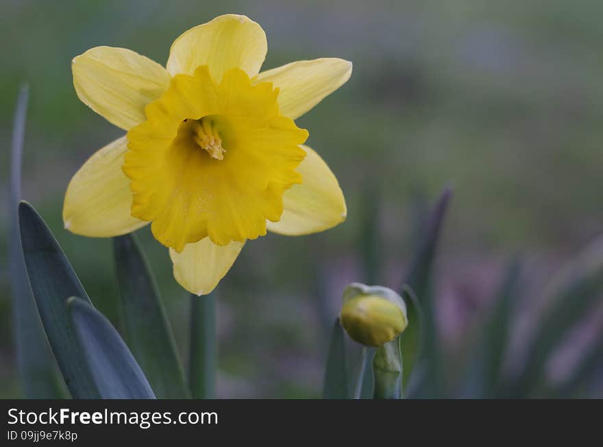 Flower and bud of yellow narcissus flower macro