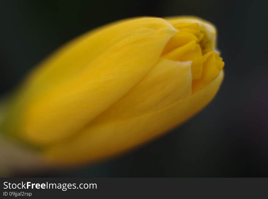 Bud of yellow narcissus flower macro