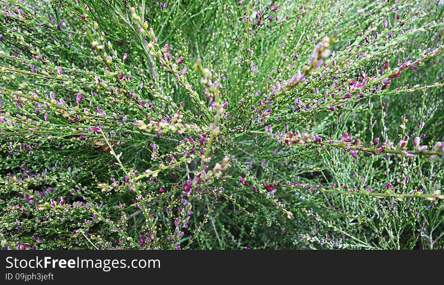 Green and violet leaves