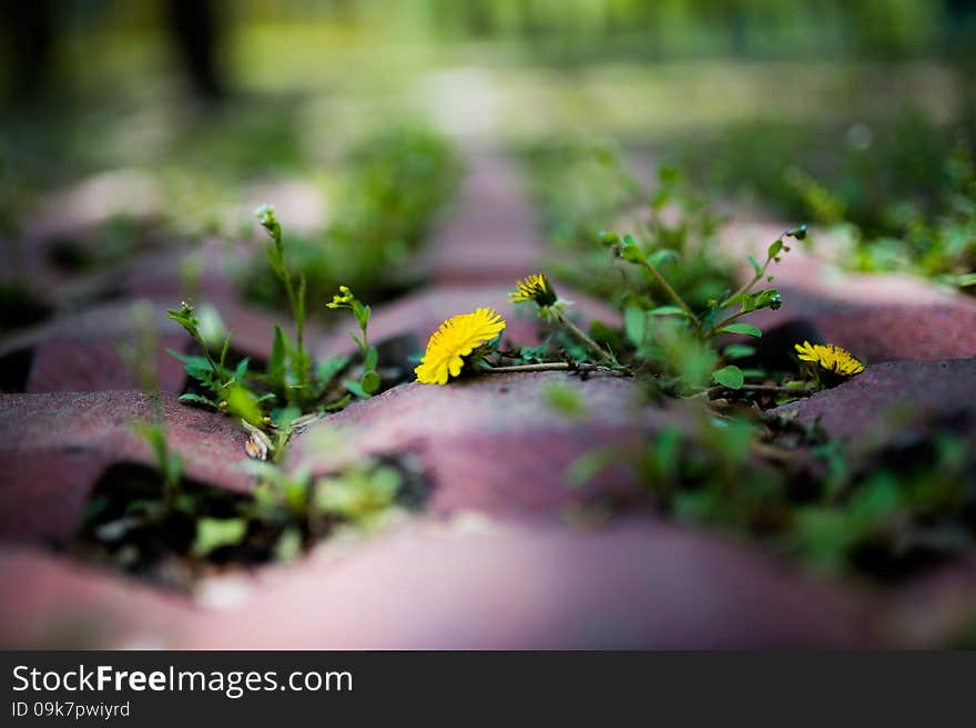 The small yellow flowers of spring