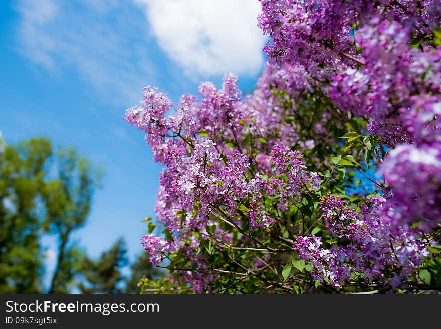 May open in the garden and the side of the road of the clusters of Harbin is very beautiful and lilac taste very sweetn